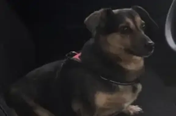 Ухоженная собака найдена в Москве.