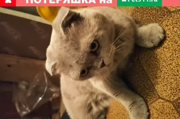 Потерялся породистый серебристый кот на ул. Аркадия Гайдара, Нижний Новгород