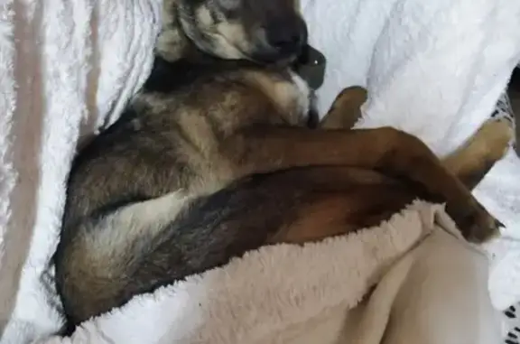 Собаки потеряшки, Богородское, фото: Потеряшка пёс Чаки в селе Гильдеево, Татарстан