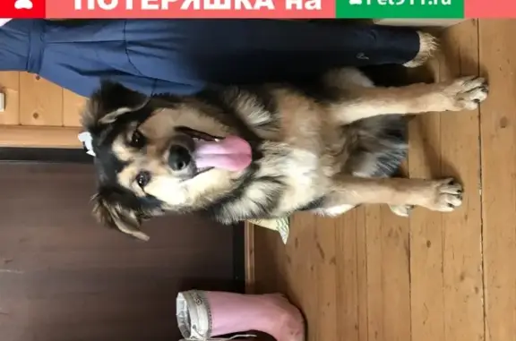 Найдена собака в Сычево, Московская область
