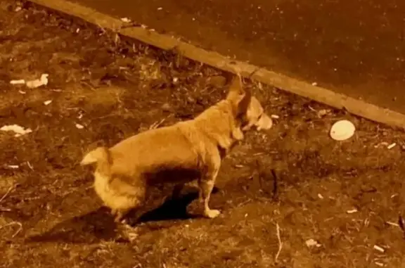 Пропала собака в Костроме, найдена в Химках
