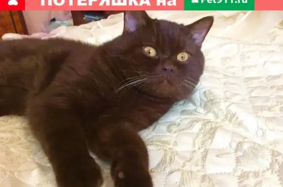 Пропала кошка Яша, Шотландский страйт, 1 год, Московская область, объединение Смартвилль.
