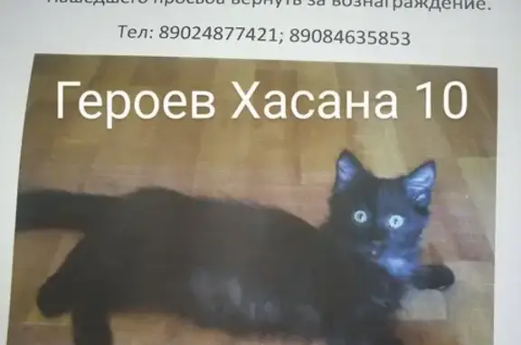 Потерянные животные Владивосток, фото: Пропала чёрная кошка с седым подшёрстком во Владивостоке