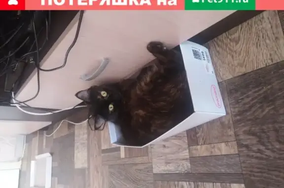 Кошки потеряшки, Ейск, фото: Потеряшка кошка Кити на улице Плеханова, Ейск