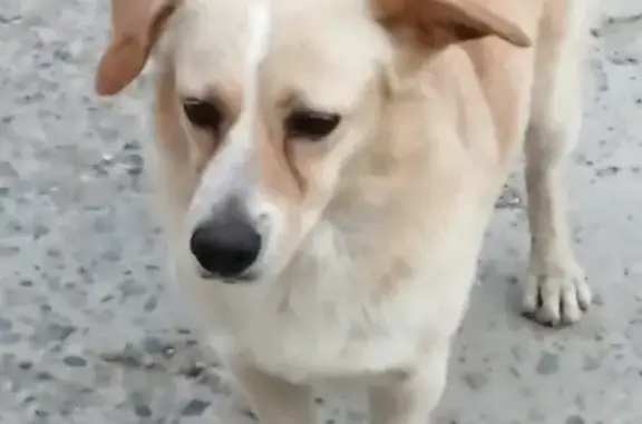 Найдена собака рыжего окраса в Краснодаре