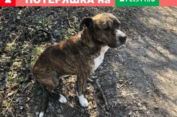 Собака Стаффорд (похож) найдена в Калининграде
