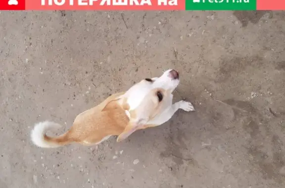 Собака найдена в Калуге на Московской ул.
