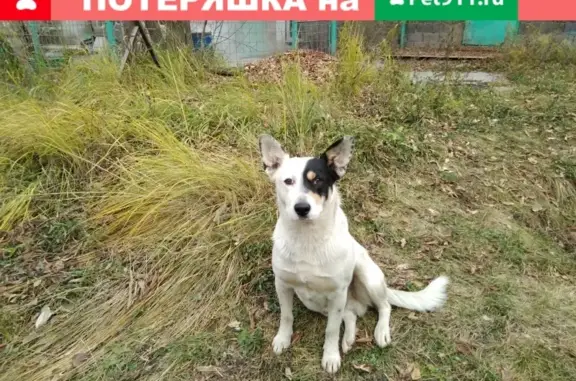 Пропала собака Бим, Москва, м.шоссе энтузиастов