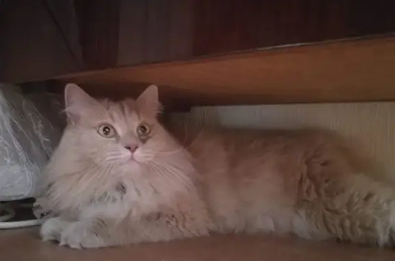 Найдена кошка в Иваново, жила 2 дня в подъезде