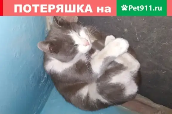 Найдена кошка на Новоузенской, 180Б