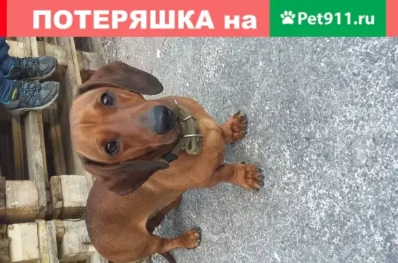 Найдена собака в лесу, Обнинск