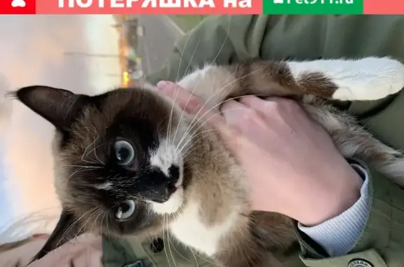 Найдена домашняя кошка на ул. Авиаконструктора Миля