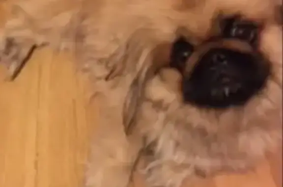 Собаки потеряшки, Липецк, фото: Потеряшка собака на Титова 4