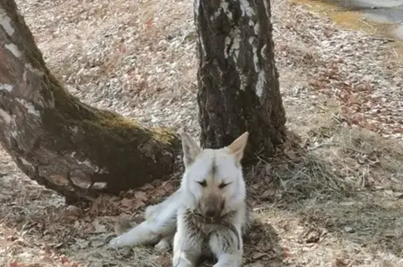 Найдена собака в лесу около Богдановича