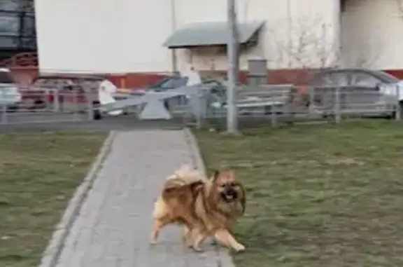 Собака на Варшавском шоссе, дом 108, бегает вокруг детского сада.