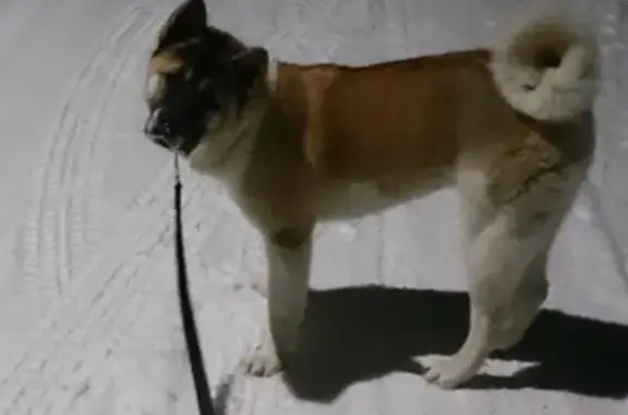 Пропала собака Чарли, Американская Акита, Белоярский район, Екатеринбург.