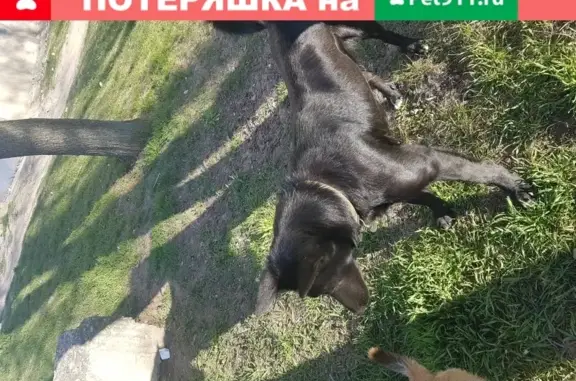 Найдена собака, , фото: Найдена черная собака с жетоном в Харькове.