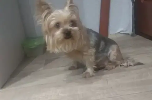 Найдена собака в Красносельском/Кировском районе на ул. Жукова