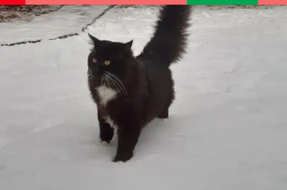 Пропал котенок в Домодедово, вознаграждение.