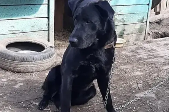 Найдена крупная собака в Московской области