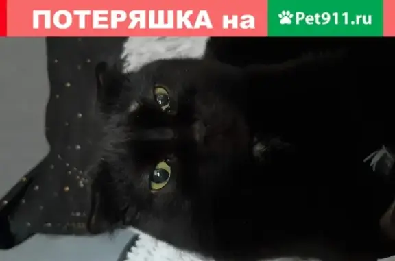 Пропала кошка, найден котик на Радужной улице, Москва
