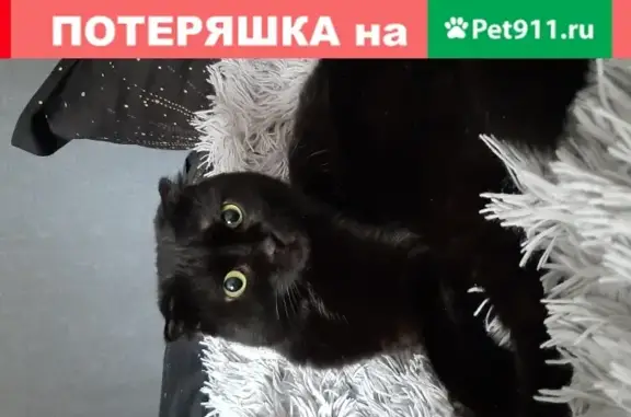 Найдена кошка скоттиш-фолд с сломанной лапкой в Москве