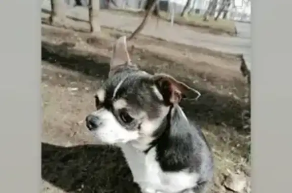Пропала собака Фёдор возле метро Люблино, Москва