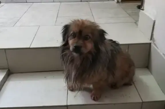 Пропала собака Муха в Оренбурге