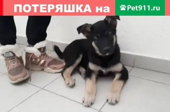 Найден щенок в Екатеринбурге