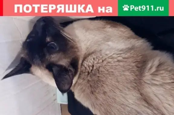 Найдена кошка Сиамских на ул. Видной в Порошино