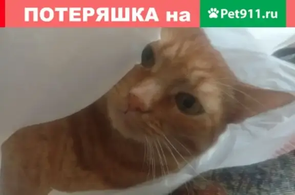 Пропала кошка Бася, Рыжий метис, Домодедово, Подольский проезд, 7