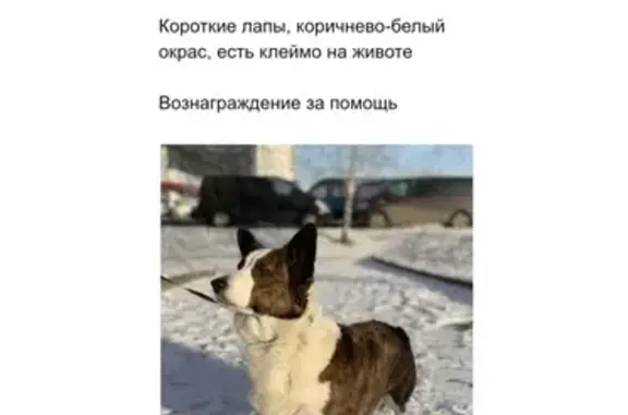 Собаки потеряшки, Москва, фото: Потеряшка собака Бася в поселении Роговское, Москва