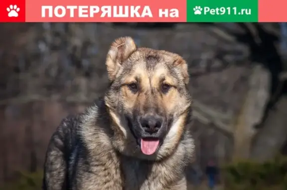 Найдена собака у метро Кожуховская в Москве