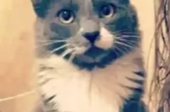 Кошки потеряшки, Некрасовское, фото: Потеряшка кошка на ул. Солнечная