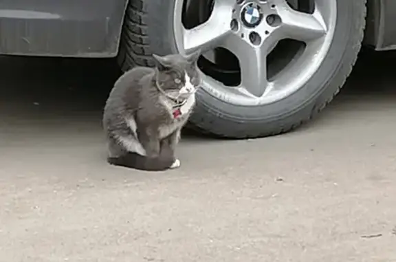 Найдена домашняя кошка на Краснодонской