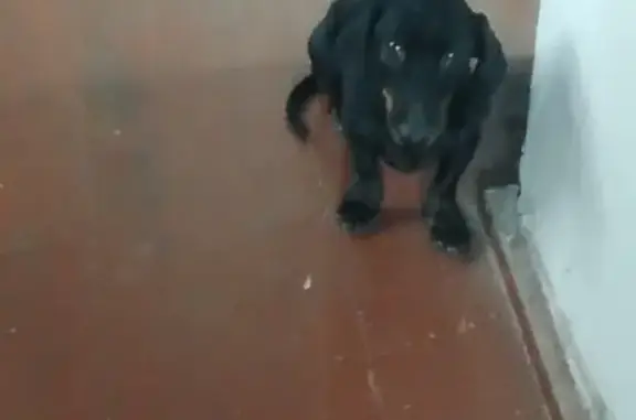 Найдена собака в Подозерском поселении, черный окрас, без ошейника