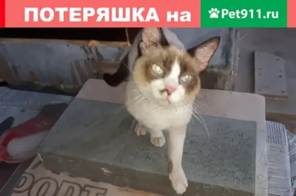 Найдена Сиамская кошка в Иваново на 2-й Сосневской