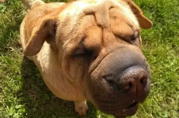 Собаки потеряшки, Александров, фото: Потеряшка собака в Правде, Владимирская обл.