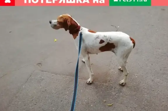 Пропала собака в Чертаново, Сумской проезд, 19