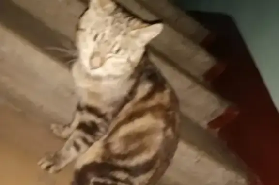 Найден кот на Антоновской ул.