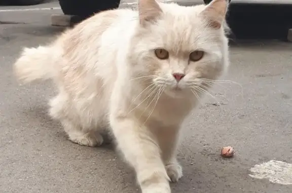 Найден персиковый кот на Вернадского, 26