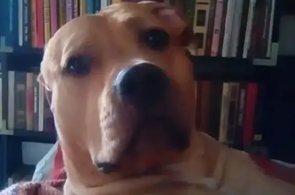 Собаки потеряшки, Калининград, фото: Потеряшка собака на ул. Яналова 57 в Калининграде