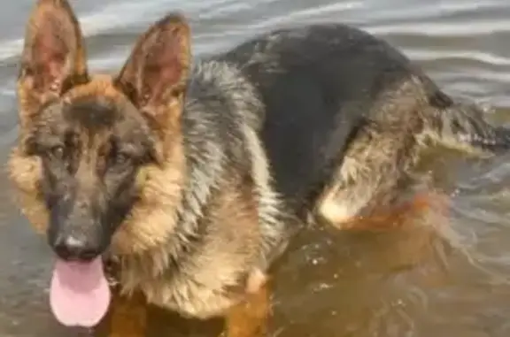 Пропала собака Рада в Золотово, Московская область