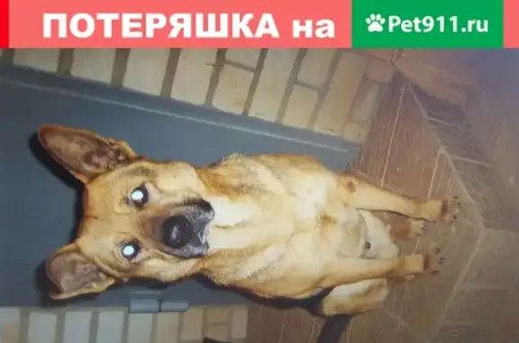 Пропал старый пес Рекс на улице Бальзака, Астрахань