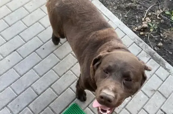 Найдена добрая собака в Соломино, Белгородская область