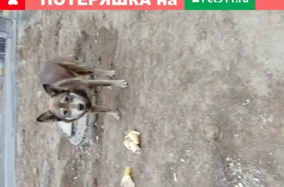 Собака найдена на Симферопольском шоссе