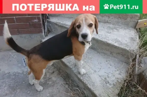 Найденные животные Новороссийск, фото: Найден бигль на улицах Видова-Тобольская в Новороссийске.