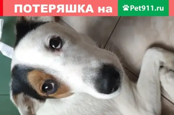 Найден щенок на ул. Жукова в Одинцово