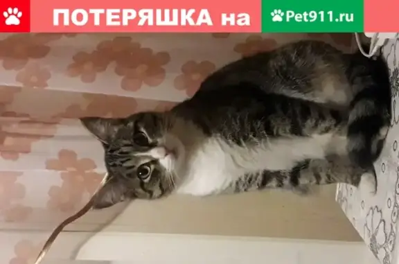 Пропала кошка Котику на улице Перова (Омск)