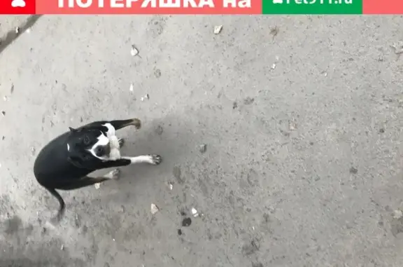 Найдена собака возле магазина на Первомайского и Мурманки в Петрозаводске
